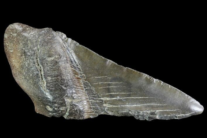 Partial Fossil Megalodon Tooth #89451